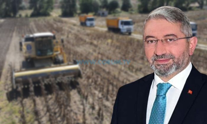 Belediye Ayçiçeği Hasadına Başladı