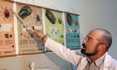 Kene Daha Güçlü Geri Dönüyor