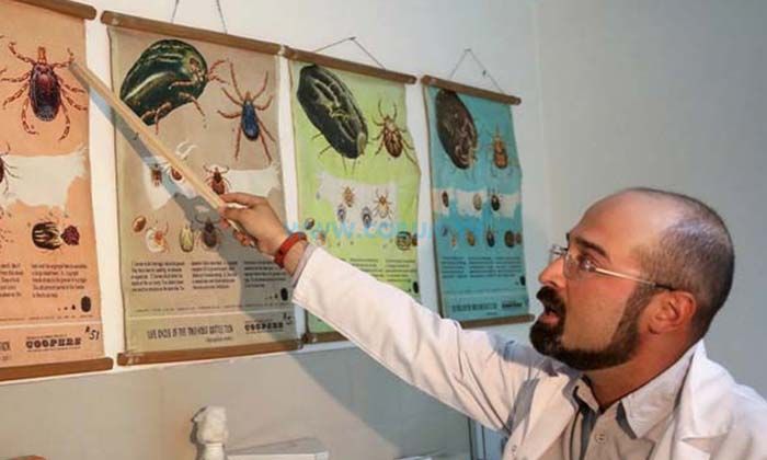 Kene Daha Güçlü Geri Dönüyor