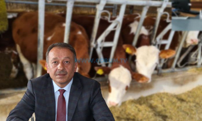 Sarı: Sözleşmeli Besicilikte Destekleme Şartları Belli Oldu