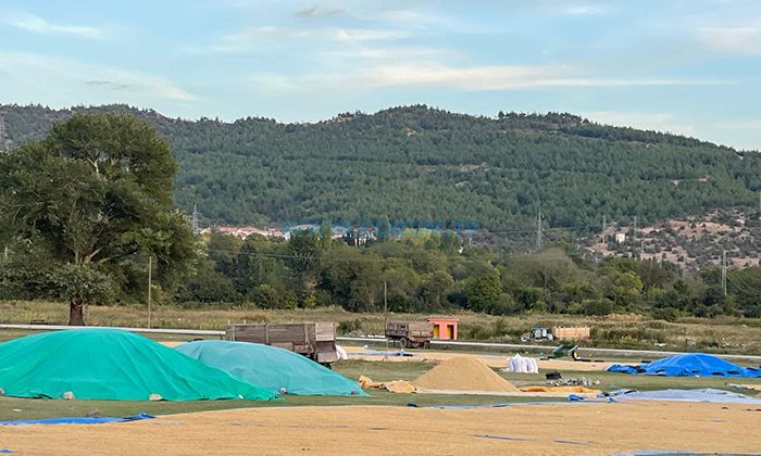 Kargı’da Hasat Başladı