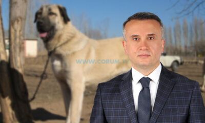 Türk Çoban Köpeği Irkları Çorum’da Podyuma Çıkacak