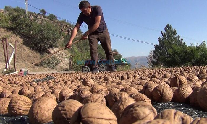 27 Bin Ton Ceviz Hasat Edildi