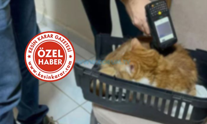 Evcil Hayvanı Olanlar Dikkat Başvuru Yapana Ceza Yok!