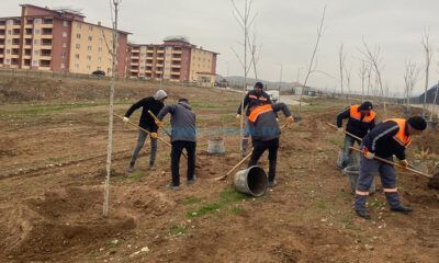 Sungurlu’da 500 Ağaç Dikildi