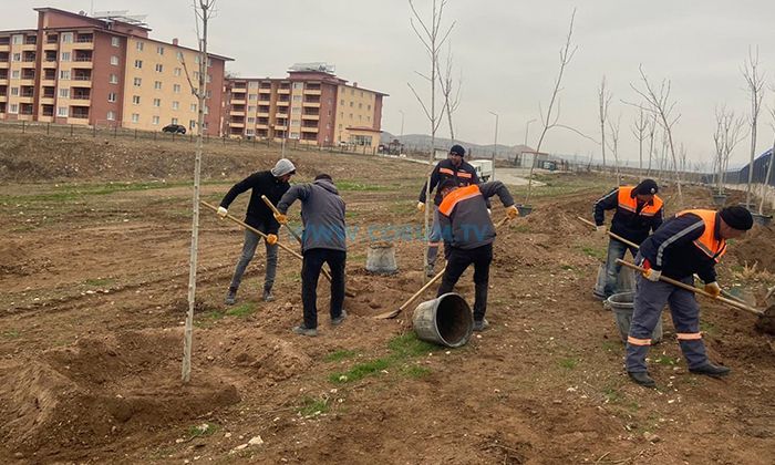 Sungurlu’da 500 Ağaç Dikildi