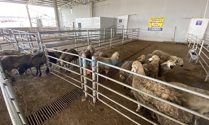 Türkiye Hayvan Varlığında Avrupa Lideri