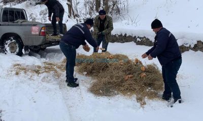Yaban Hayvanları İçin Yem ve Ot Bırakıldı