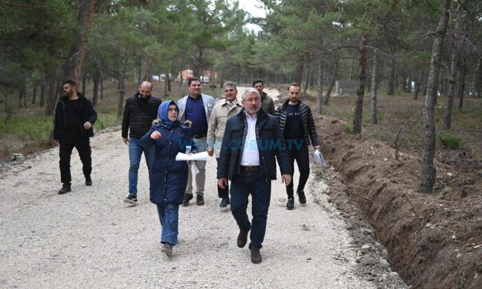 Bahabey Çamlığı Yaza Hazırlanıyor