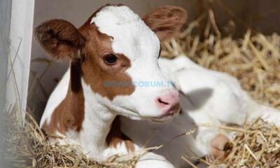 Çorum Üreticisine 20 Milyon Liralık Destek