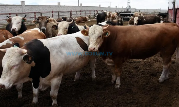 Çorum İHH, Kurban Bağışı Almaya Başladı