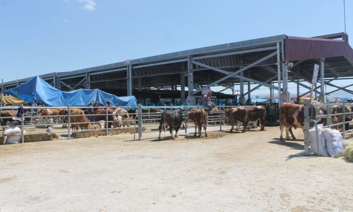 Kurban Kesecekler Dikkat, Cezası Var!