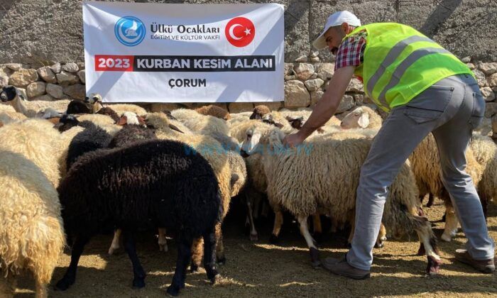200 Kurban, İhtiyaç Sahiplerine Ulaştırıldı