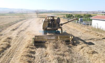 Belediye Üretti, Çiftçilere Dağıtılacak