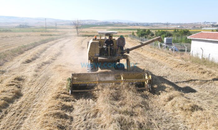 Belediye Üretti, Çiftçilere Dağıtılacak