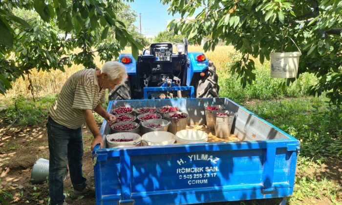 ‘Kiraz Üretimi Son 10 Yılda Üç Kat Arttı’