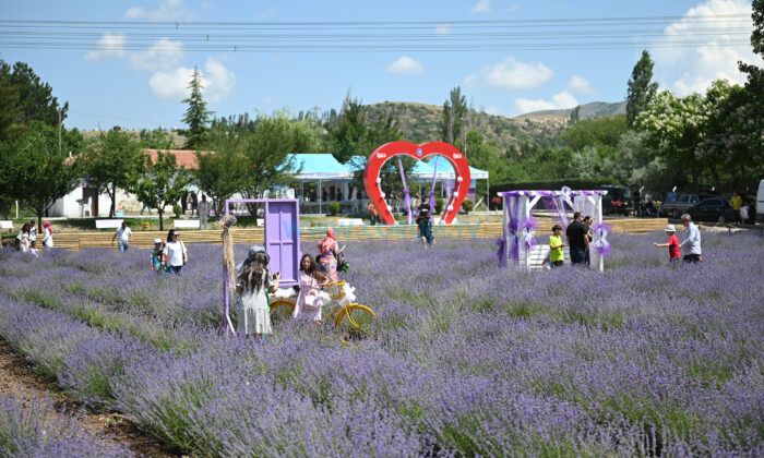 Lavantalar Solmadan Hasat Edilecek