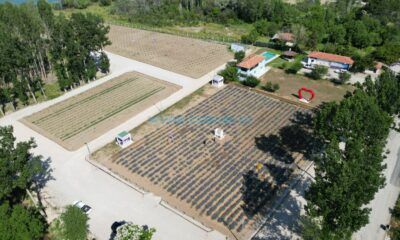 Lavanta Bahçesi Açılıyor