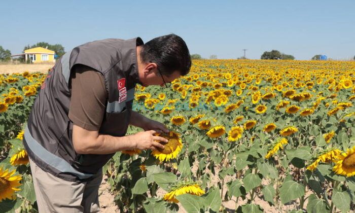 Ayçiçeği Üreticisi Alım Fiyatı Bekliyor