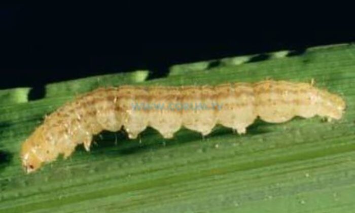 Çiftçilere ‘Çeltik Sap Tırtılı’ Uyarısı