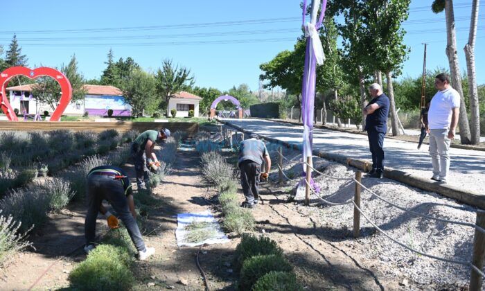 Lavanta Bahçesi’nde İlk Hasat