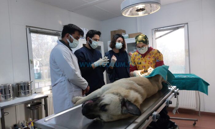 Veteriner Hekimler İş Bırakıyor!