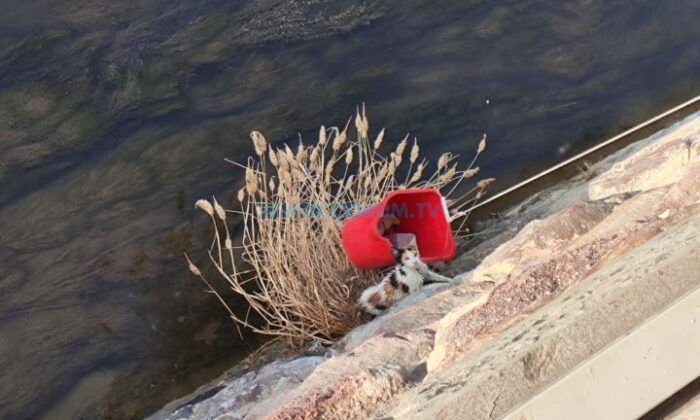 Irmağa Düşen Kediyi İtfaiye Kurtardı