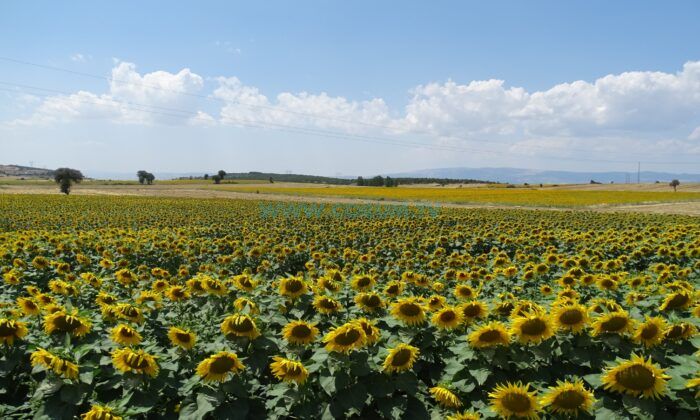 Ayçiçeği Üretimi Destekle Artıyor