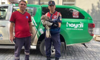 Bitkin Halde Bulunan Kartal Koruma Altında