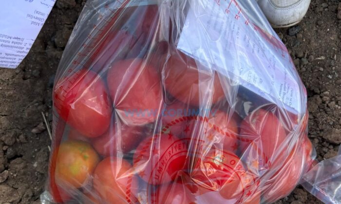 Hasat Öncesi Pestisit Denetimleri Sürüyor