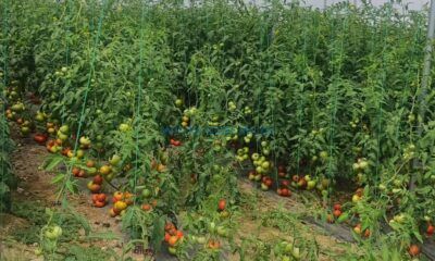 Seracılara Hastalık ve Zararlılarla Mücadele Eğitimi