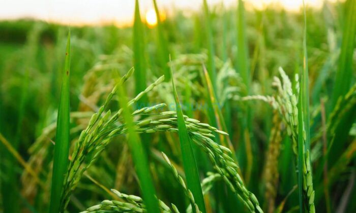 Hisarcıklıoğlu’na Çeltik Teşekkürü