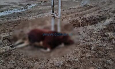 Elektrik Akımına Kapılan Hayvan Telef Oldu