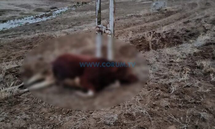 Elektrik Akımına Kapılan Hayvan Telef Oldu