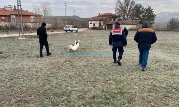 Köyde Kaz Dövüşü Yaptırırken Yakalandılar