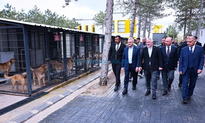 Çorum’da Sokak Hayvanları İçin Başlayan Çalışma, Bakanlığın Radarında