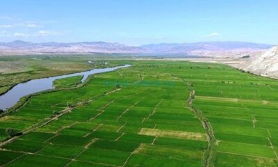 Çorum’da Tarım Arazileri Kiraya Verilecek