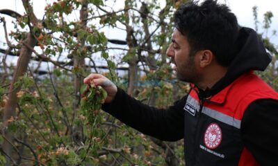 Zirai Don Hasar Tespiti Başladı