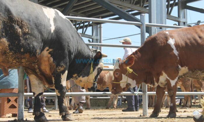 Çorum Hayvan Pazarının Açılacağı Tarih Belli Oldu