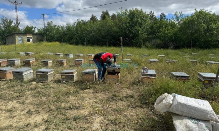 Gezginci Arıcılara Kapsamlı Denetim
