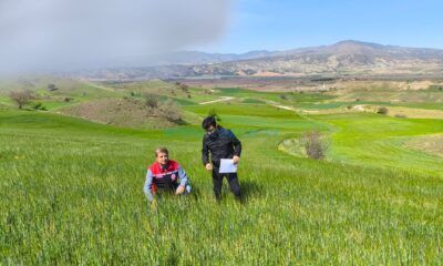 Hububat Tarlalarında Pas Hastalığı Kontrolü
