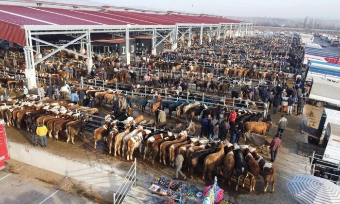 Kurban Bayramı Öncesi Hayvan Pazarı Kapatıldı