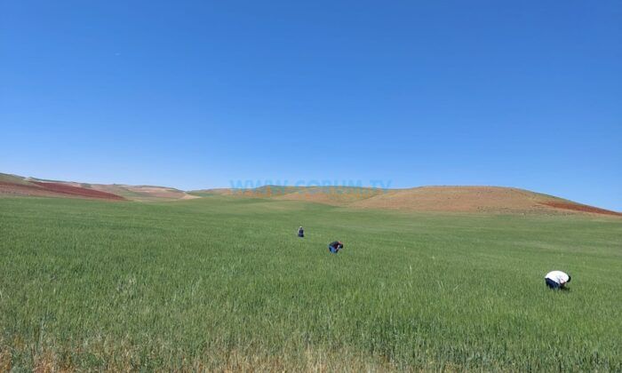 Süne Zararlısına Karşı Biyolojik Mücadele