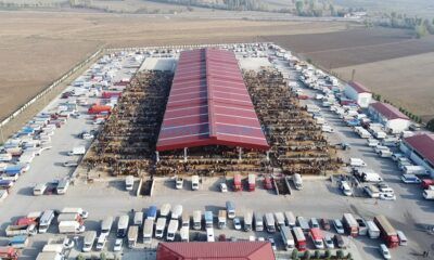 Hayvan Pazarı Açıldı