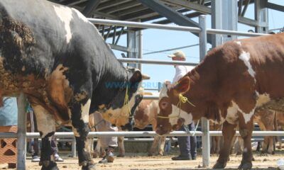 Hayvan Pazarları Yine Kapatıldı