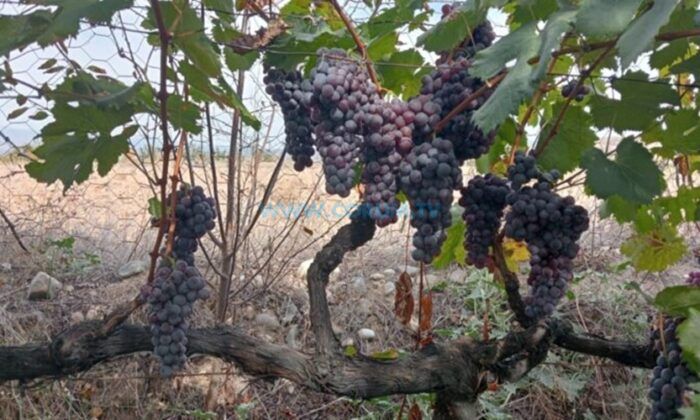 Osmancık Üzümü Gen Bankası’nda