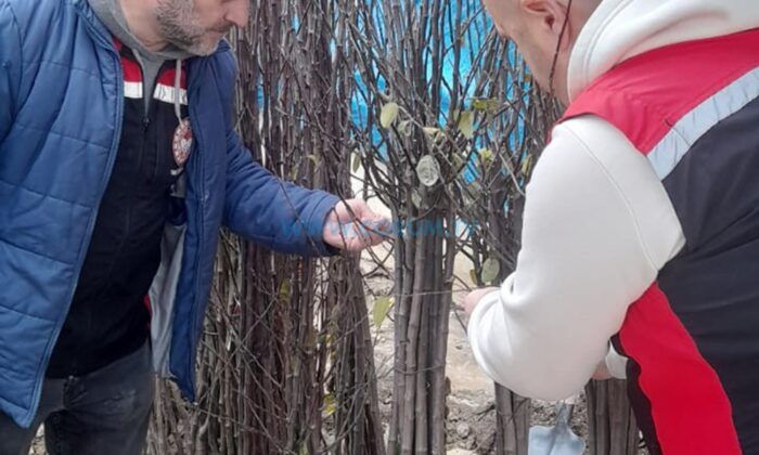 Fidanlar Mercek Altında