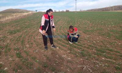 Hububat Tarlaları Mercek Altında