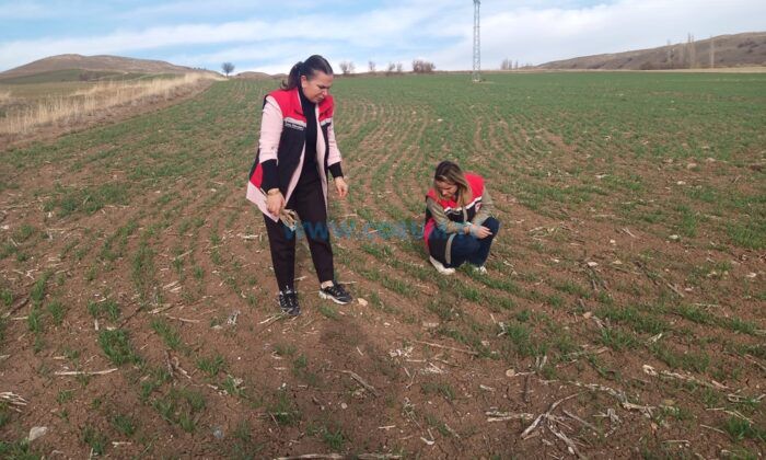 Hububat Tarlaları Mercek Altında