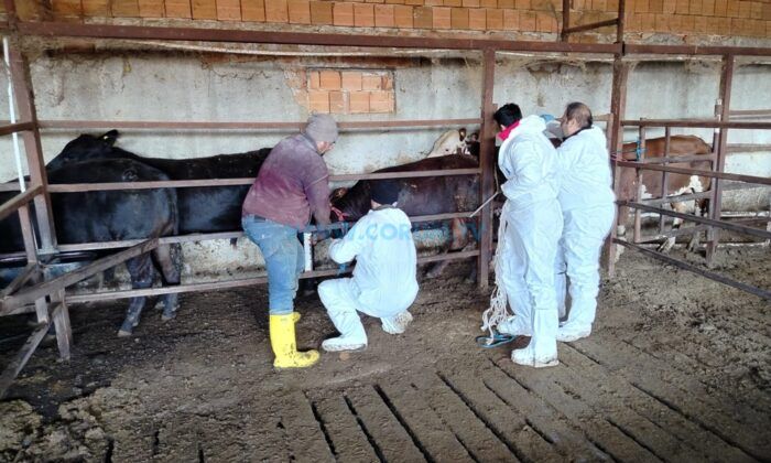 İthal Sığırlar Yakın Takipte